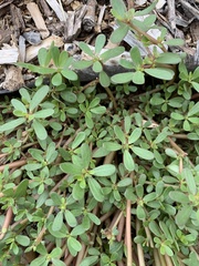 Portulaca oleracea