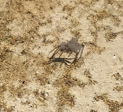 Grapsus grapsus