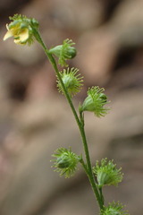 Agrimonia pubescens