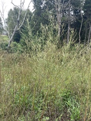 Melilotus albus image