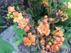 Magnoliopsida