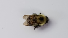 Bombus vagans