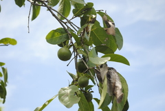 Diospyros oaxacana