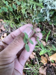 Hypericum taihezanense