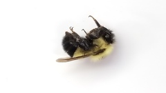 Bombus vagans