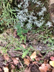 Hypericum taihezanense