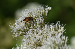 Eristalis cerealis