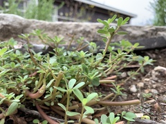 Portulaca oleracea
