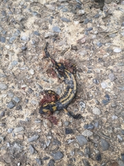 Salamandra salamandra