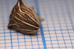 Ancyrosoma leucogrammes