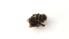 Bombus vagans