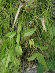 Ohwia caudata