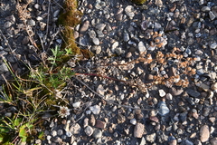 Potentilla tergemina