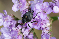 Mononychus punctumalbum