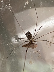 Crossopriza