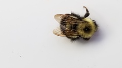 Bombus vagans