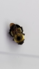 Bombus vagans