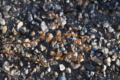 Potentilla tergemina