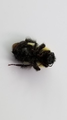Bombus vagans