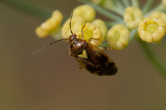 Orthops