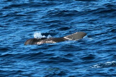 Globicephala macrorhynchus