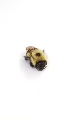 Bombus vagans