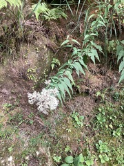 Eupatorium chinense tozanense