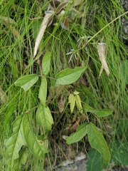 Ohwia caudata