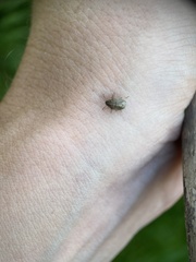 Neottiglossa pusilla