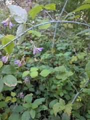 Amphicarpaea bracteata