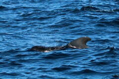 Globicephala macrorhynchus