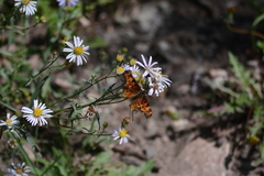 Polygonia gracilis