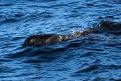 Globicephala macrorhynchus