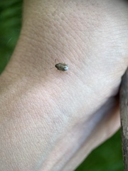 Neottiglossa pusilla