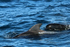 Globicephala macrorhynchus