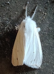 Spilosoma