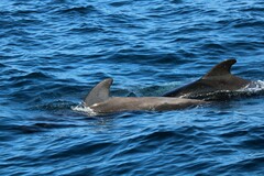 Globicephala macrorhynchus