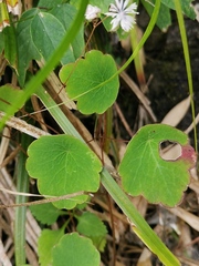 Thalictrum ichangense