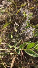 Lithospermum parviflorum
