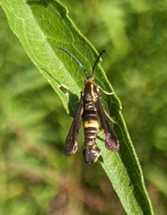 Carmenta pyralidiformis