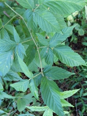 Rubus pensilvanicus