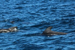 Globicephala macrorhynchus