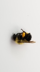 Bombus vagans