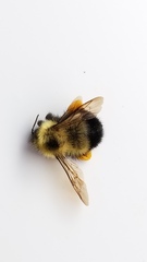Bombus vagans
