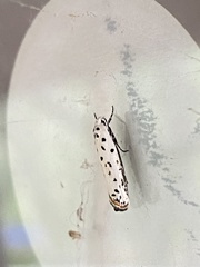 Ethmia bittenella