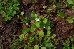 Stellaria media