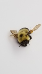 Bombus vagans