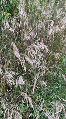 Bromus inermis