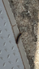 Asiomorpha coarctata