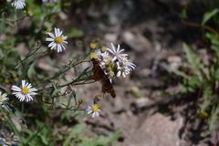 Polygonia gracilis